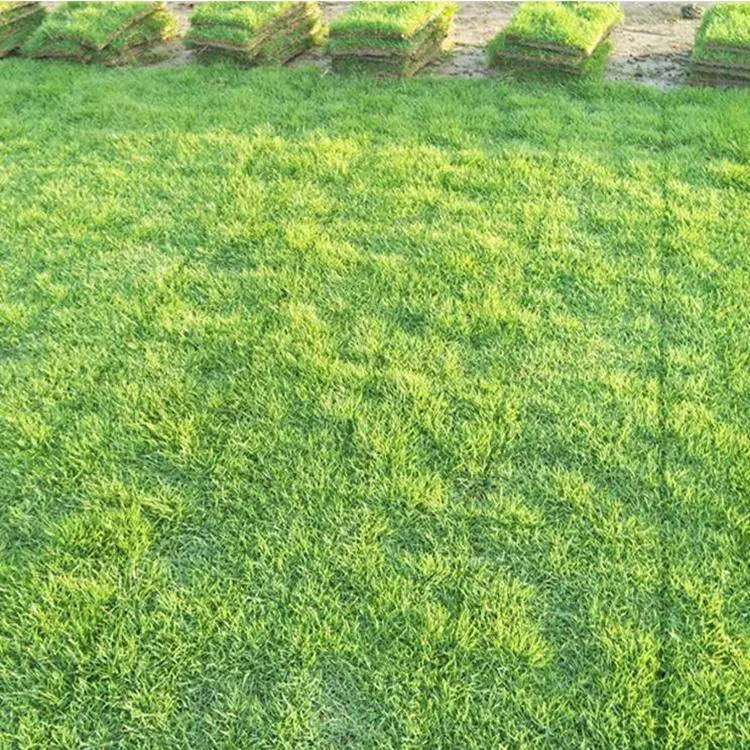 本地出售草坪卷鸡毛菜籽山桃种子春黄菊花籽脱芒狼尾草