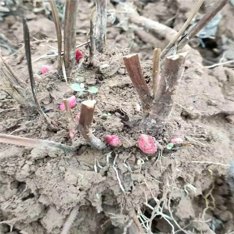 勇泰中药材 白芍芽头抗病耐寒 白芍芽头免费技术指导