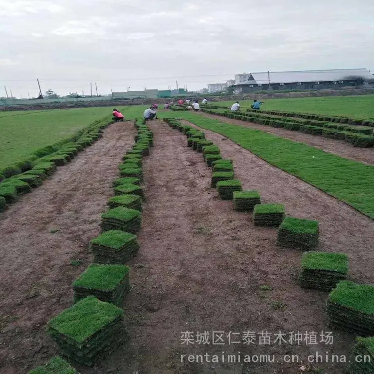 出售蓝花鸢尾种子 高羊茅草皮 剪秋萝花籽 狗牙根草坪 野花组合