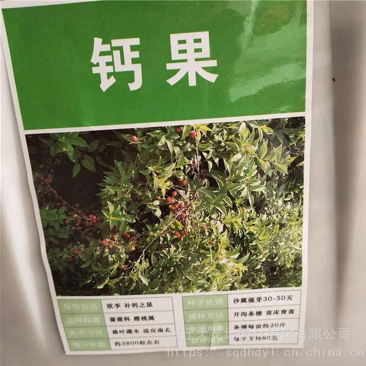 新采林木种籽 钙果种子 发芽率好 量小可快递 提供种植技术