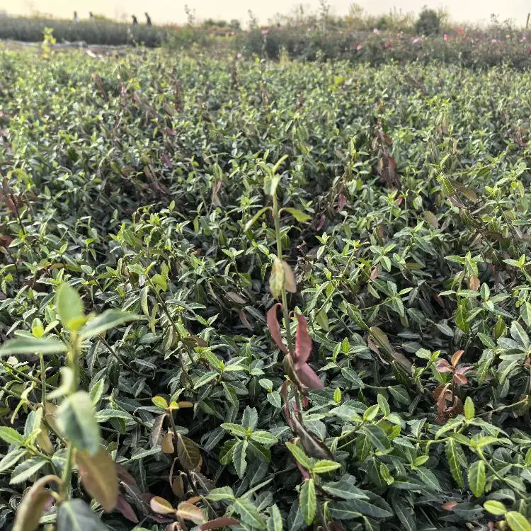 小叶扶芳藤营养钵苗20-40cm护坡绿植四季常绿爬藤植物庭院绿化苗