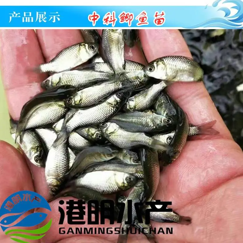 仁寿 思明 怀柔淡水鲫鱼苗,中科三号鲫鱼苗,红鲫鱼苗 贵不贵