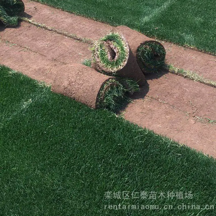 出售百慕大草坪 道路建设草皮 护坡固堤保土 PH=3.0