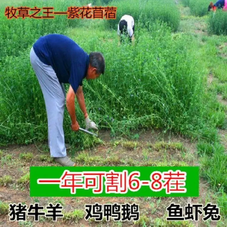 牧草种子多年生黑麦草种籽四季紫花苜蓿鸡鸭猪牛羊鱼