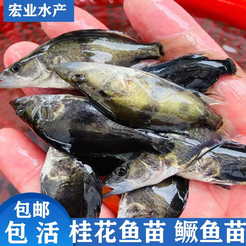 朝阳桂花鱼苗寸苗