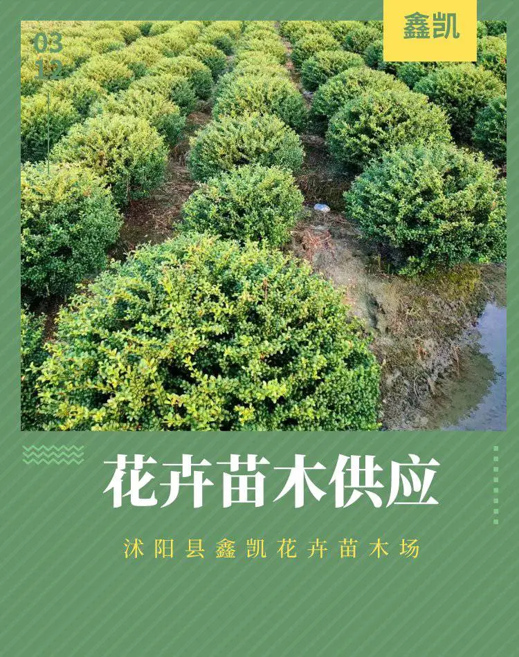 郑州棣棠球图片鑫凯花卉常年供应量大***