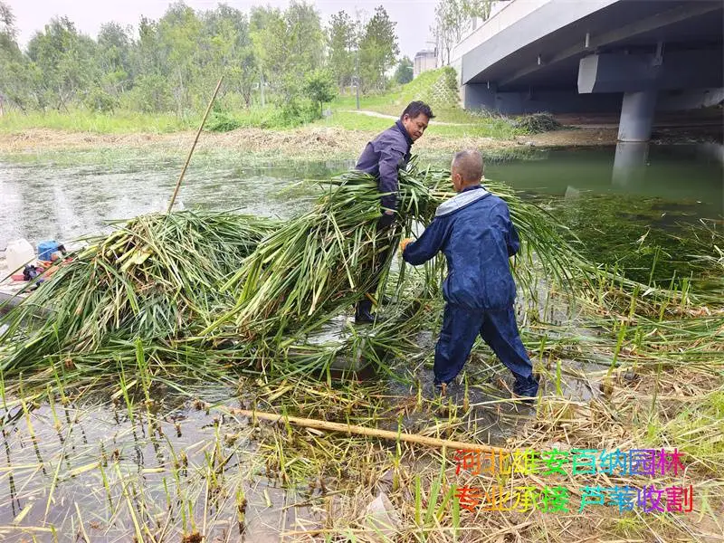 收割青芦苇 水下收割芦苇 能找到收割芦苇专业的工人吗