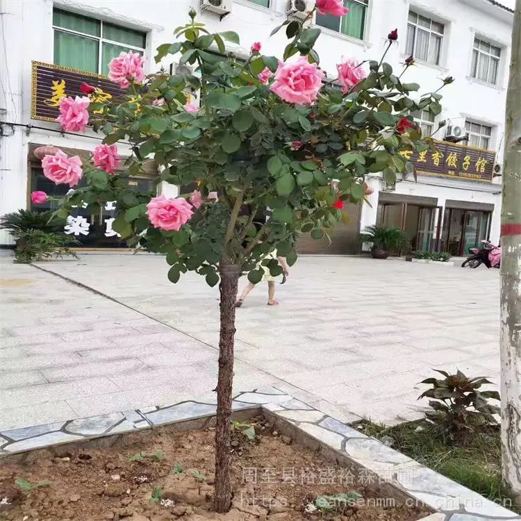 周至大花爬藤月季-花墙围栏-多花期黄花爬藤月季