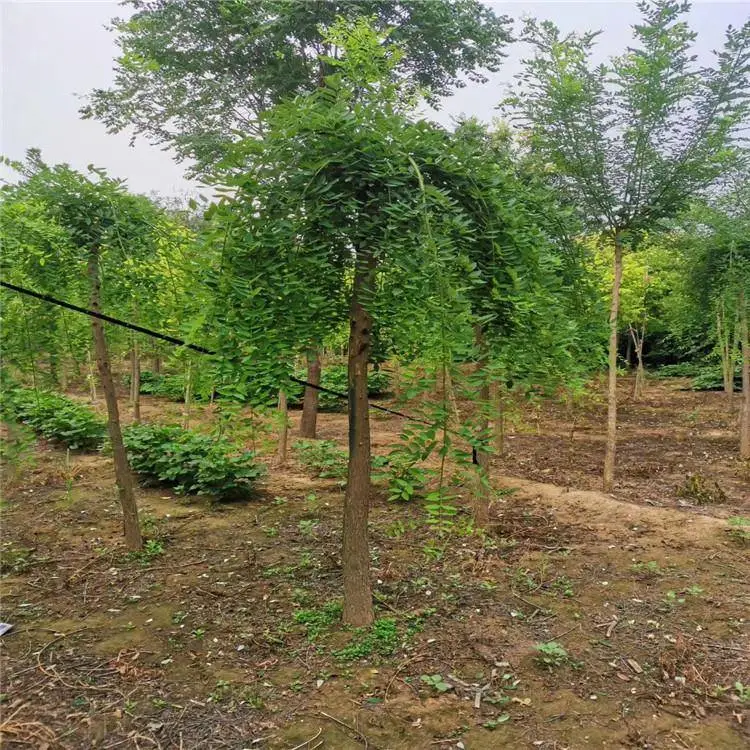 龙爪槐树苗-12公分龙爪槐-兰州龙爪槐价格