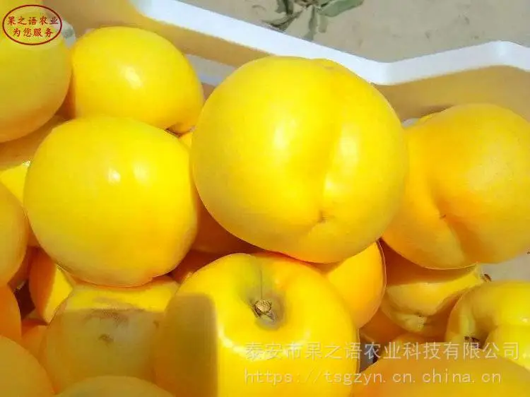 新品种桃树苗:金秋王桃苗、金秋王桃苗定购热线
