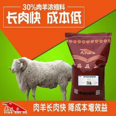 小尾寒羊吃毛啃毛 牛羊催肥药 育肥羊饲料
