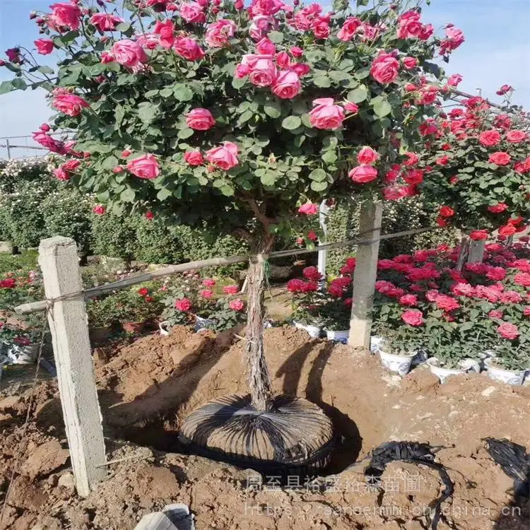 杨凌苗圃五彩月季爬藤苗-花墙围栏-藤本彩虹月季小苗