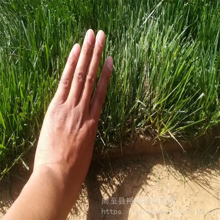 哑柏草坪批发基地 哑柏草坪每平***