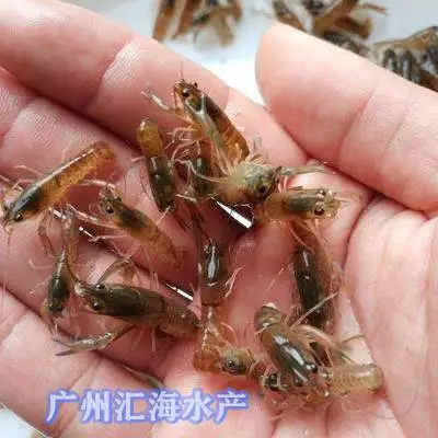 广东正宗养殖澳洲龙虾苗 优质澳龙虾苗 蓝色龙虾苗 高品质少病害