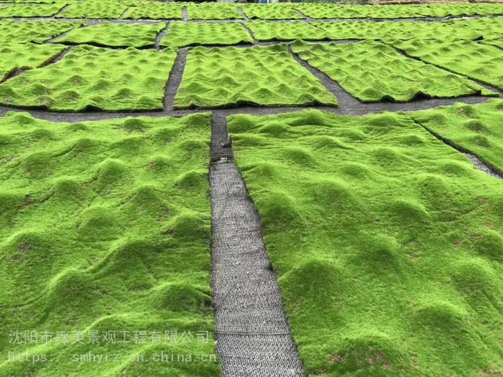 学校假苔藓绿植墙花艺软装植物造景