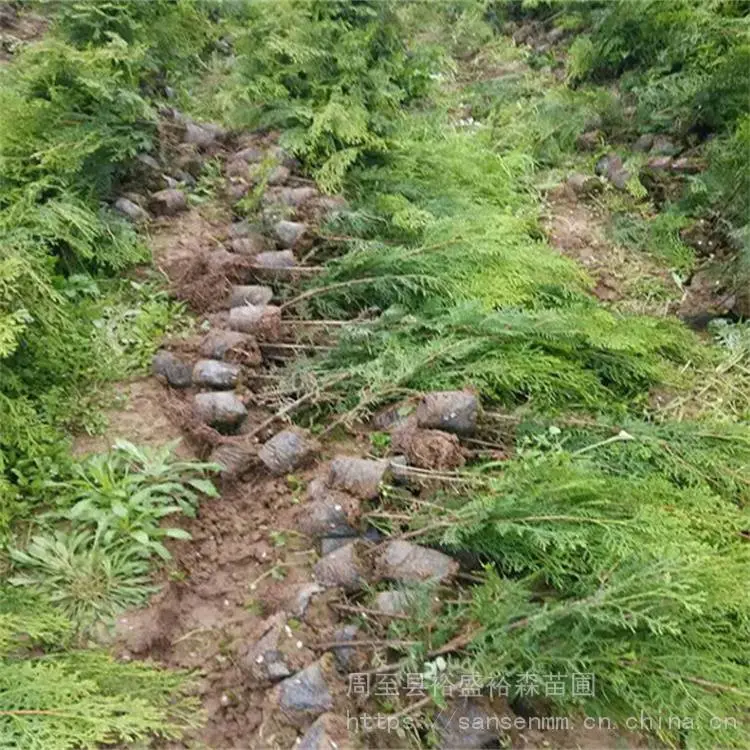临汾树苗侧柏 大冠幅不拖腿 柏树农户种植苗圃