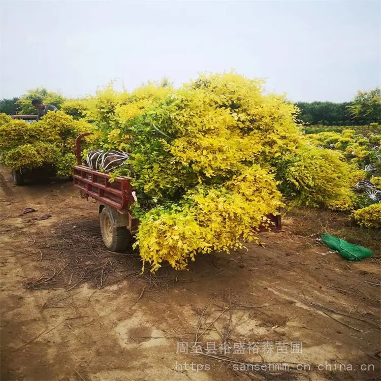 陕西周至苗圃-小波石楠陕西周至园林-周至红叶小波耐寒