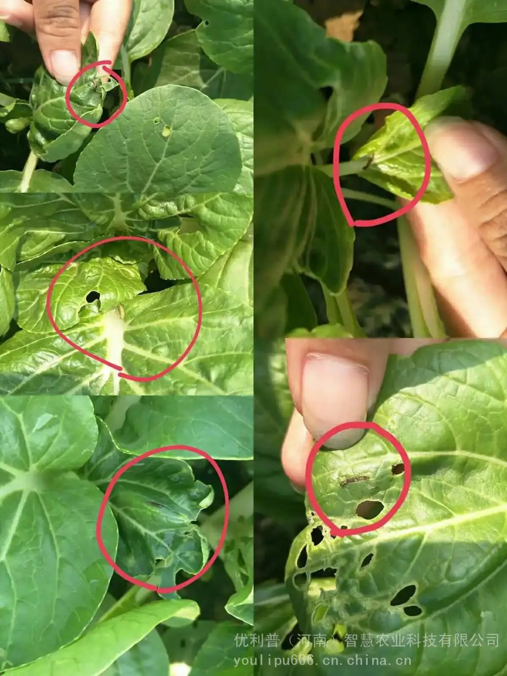 抗性青虫甜菜夜蛾小菜蛾打不住？安全高效抗性青虫解决方案