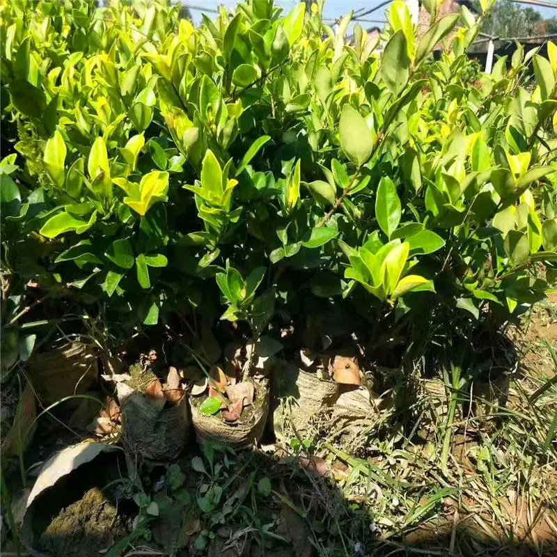 湖南永州春鹃苗一株的价格首页推荐