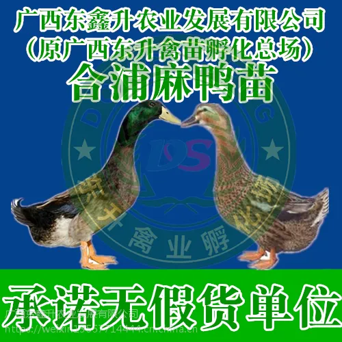 丽江市古城-哪里有青头鸭苗批发-辽宁鸡苗-山东鸡苗批发