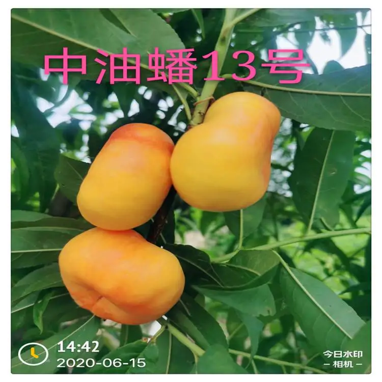 临沂批发桃树苗 ***晚熟桃树苗 1.5公分桃树实生苗批发