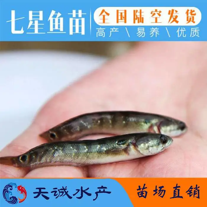 广东苗场批发直销七星鱼苗 山斑鱼苗 月鳢鱼苗 花星鱼苗 及各名优水产鱼苗
