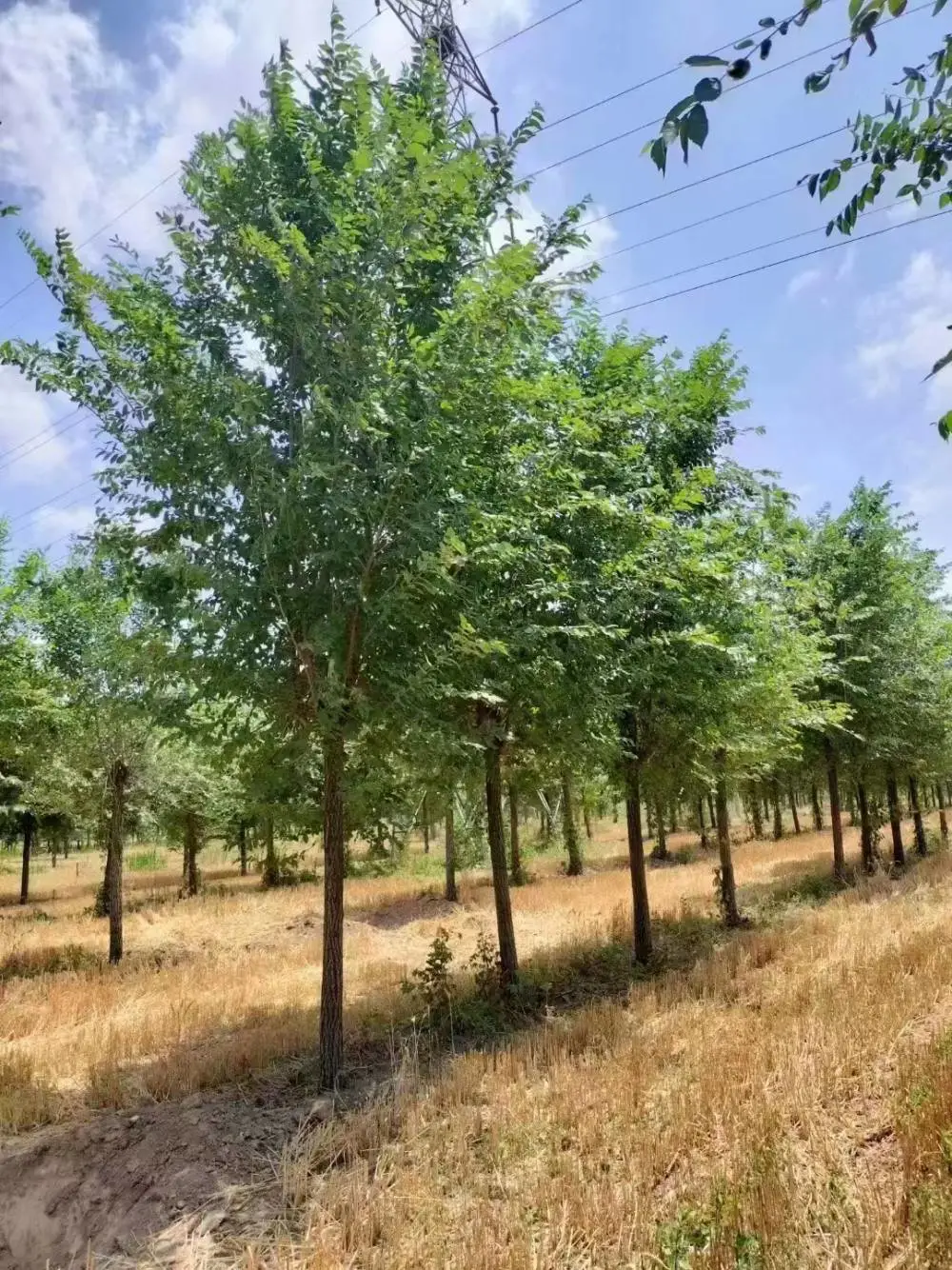陕西安康二乔苗木榆树小苗基地装车价格,2公分榆树苗厂家批发,榆树小苗产地报价