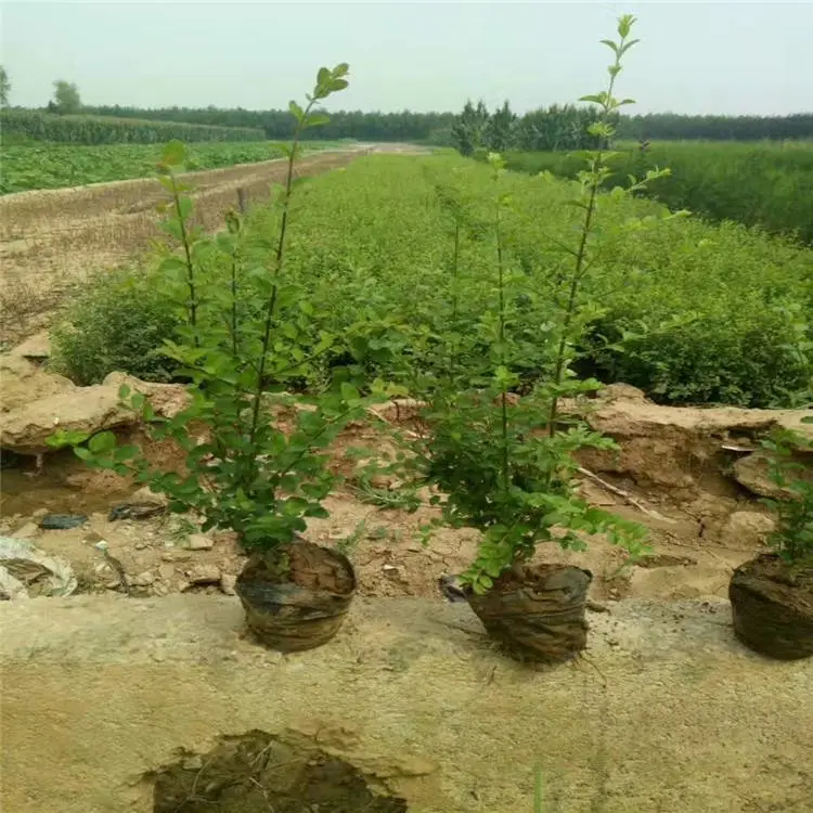 周至大型苗圃-西北苗木基地-耐寒耐旱四季常青苗木