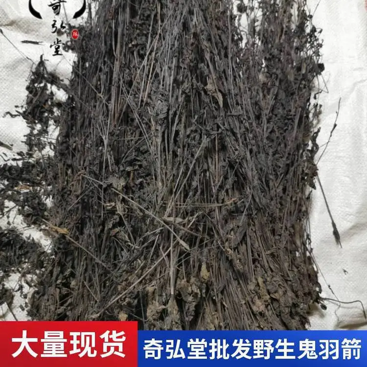 奇弘堂药材地道鬼羽箭/幼克草/克草/黑骨草野生高山采挖全国包邮