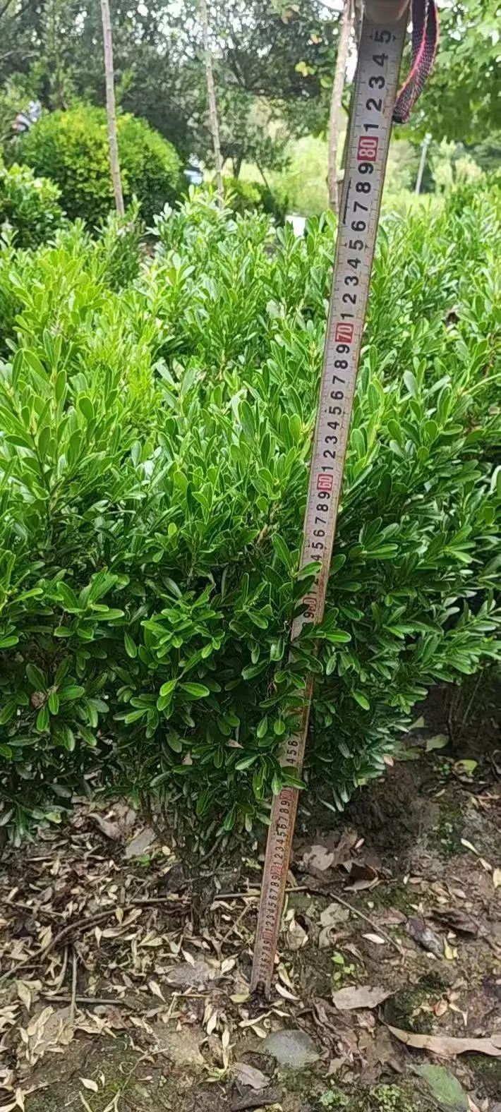 豆瓣黄杨小苗 露天货源 抗性更好 隔离带绿化小苗