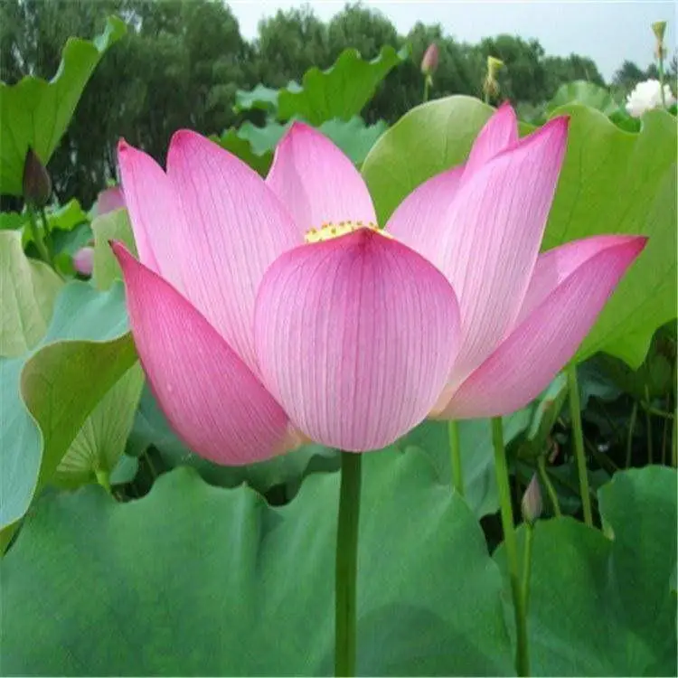 水生水培水养荷花 多色系观赏荷花 茗茜花卉 园林批发