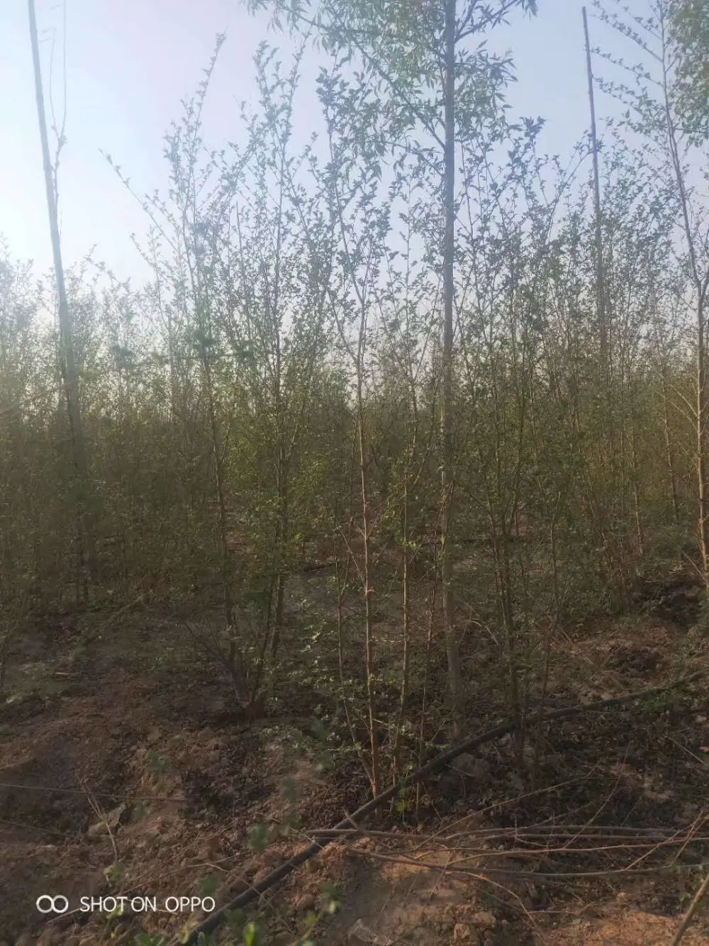 陕西汉中二乔苗木榆树苗基地批发上车价格,3公分榆树苗厂家批发,榆树小苗产地报价