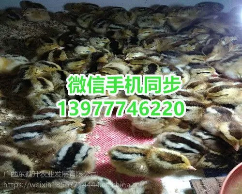 广州市番禺-南宁鸭苗批发市场-江西鸭苗-***5