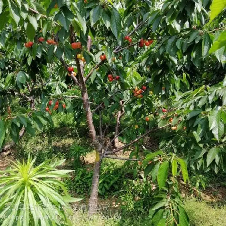 拉宾斯大樱桃樱桃果树拉宾斯大樱桃价格 圣丽君