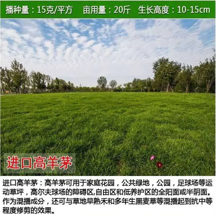 护坡草坪种专业生产厂家每公斤9元内蒙古经销批发