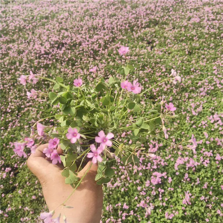 江苏酢浆草 道路草花 基地直发酢浆草
