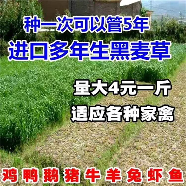 护坡王草种快手供货就近仓库湖北经销批发