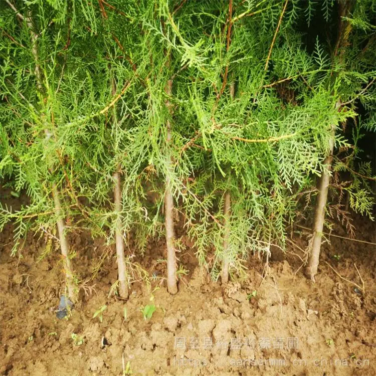 临汾树苗侧柏 大冠幅不拖腿 柏树农户种植苗圃
