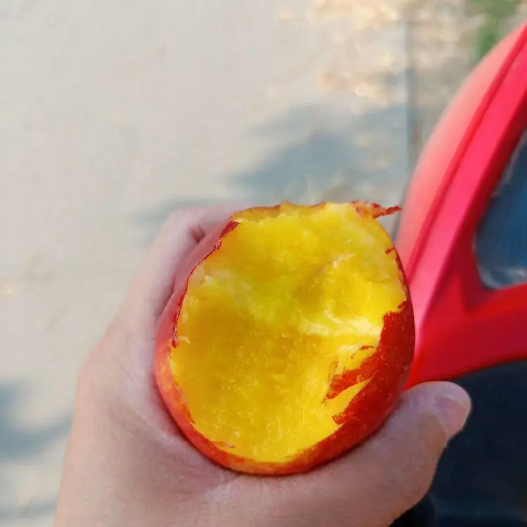 辽宁黄油桃苗 黄蜜油桃树苗