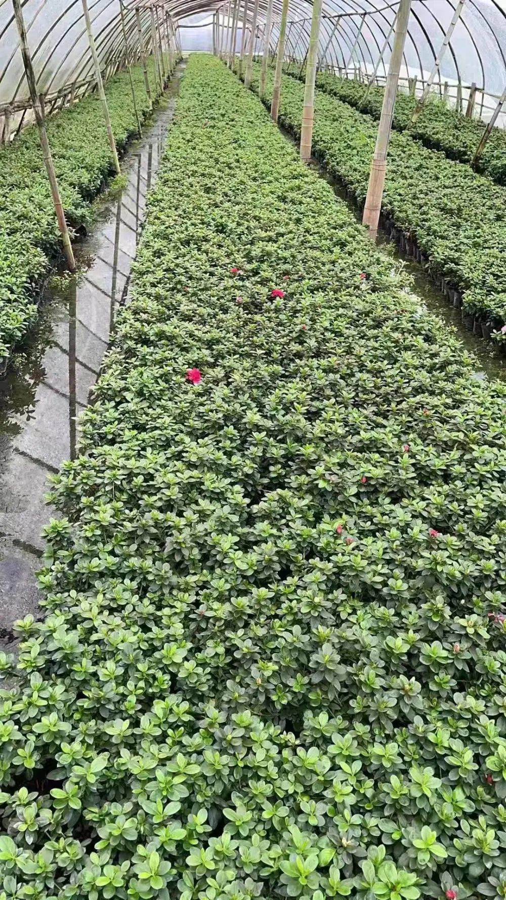 湖南湘潭西洋鹃怎么养种植基地还有杜鹃