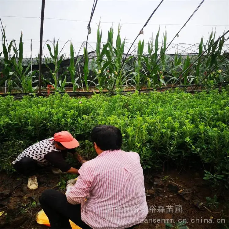 汉中绿篱冬青 篱笆墙遮挡树苗 冬青苗种植方法