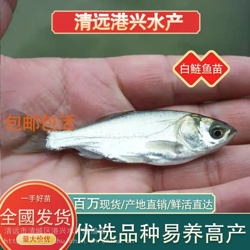 花鲢鱼苗出售 江西花鲢鱼苗大头鱼苗 港兴水产鱼苗批发