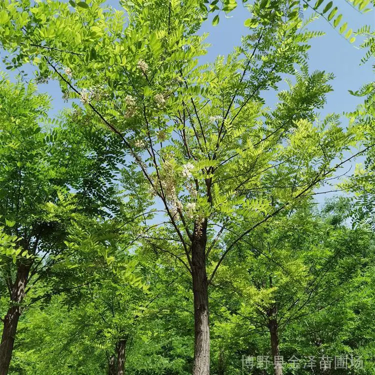 安徽刺槐树苗-16公分刺槐-刺槐树基地-基地加农户-城市绿化