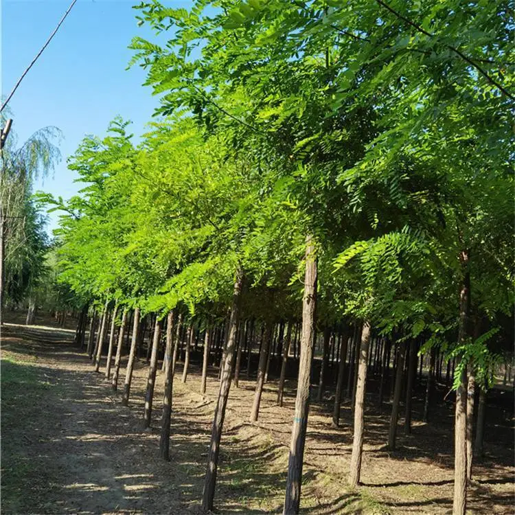 西藏刺槐供应-刺槐树苗批发-出售刺槐树-带球直发-规格全
