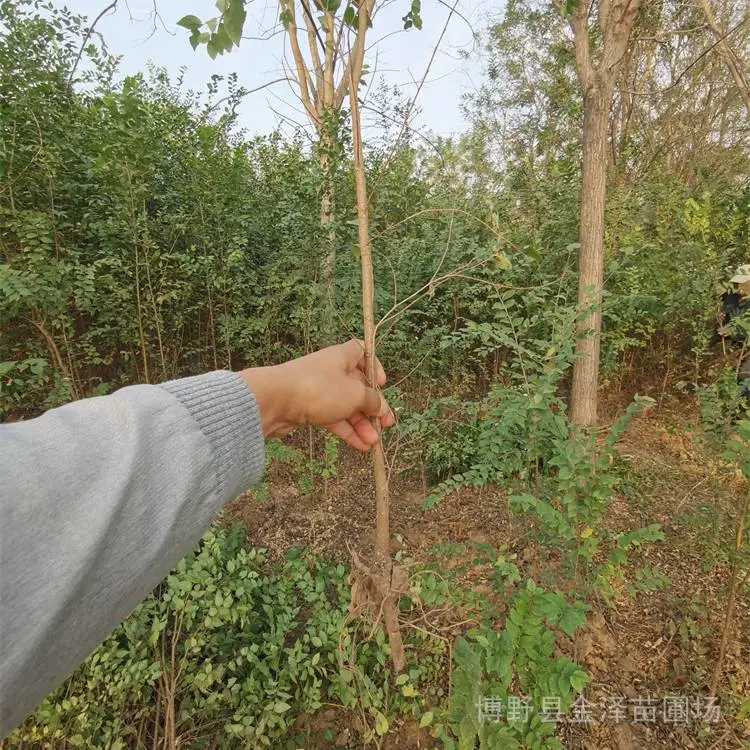 江苏连云港榆树产地-10公分榆树-无病虫害-基地直发
