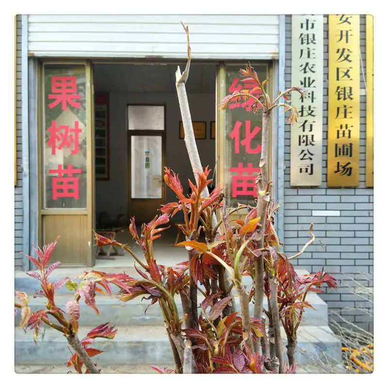 红油香椿树苗价格 苗圃批发红油香椿树苗  菜椿苗品种