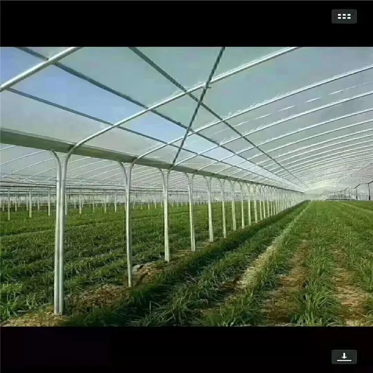 苏州连栋大棚草莓大棚