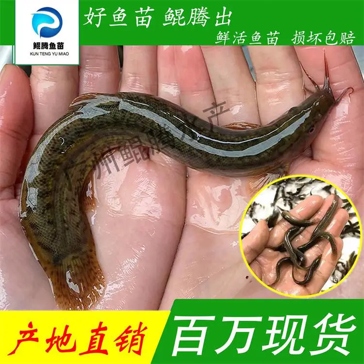 优选泥鳅苗 优选每一鱼苗 鲲腾渔业的初心 好鱼苗鲲腾出