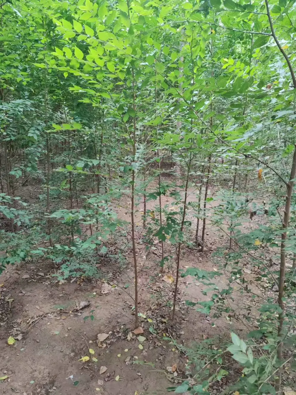 陕西商洛二乔苗木榆树小苗种植基地装车价格,2米高榆树苗基地,榆树小苗产地报价