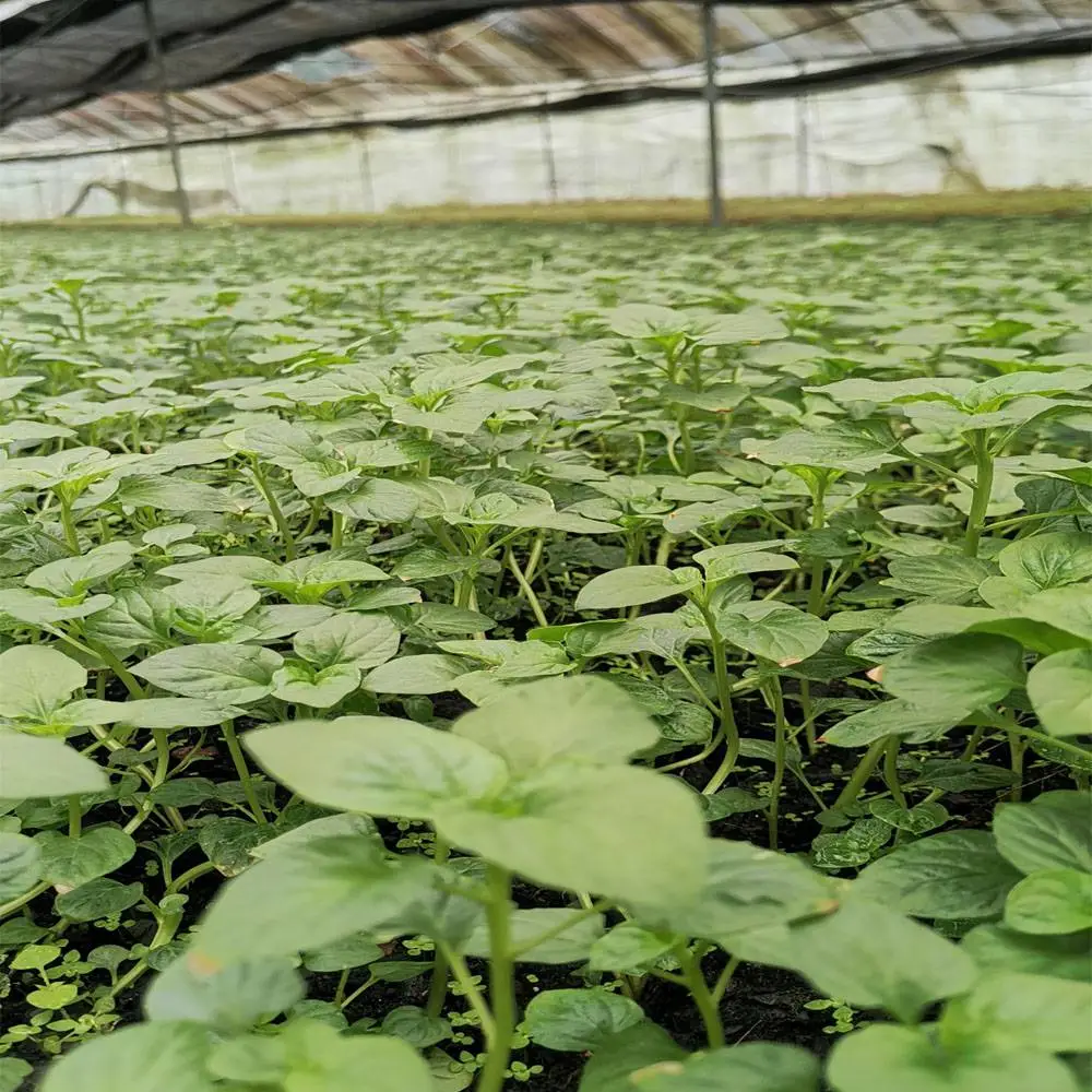 细梗香草瓶苗驯化苗广西凌云厂家直销